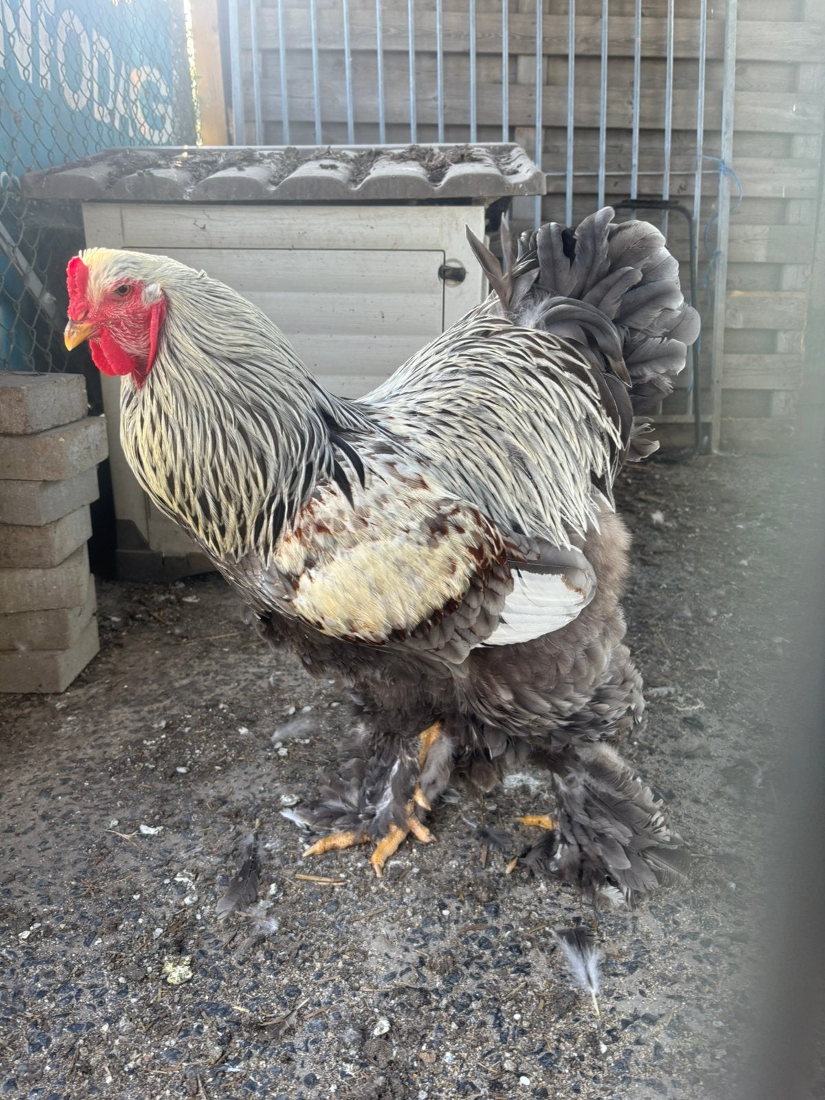 Brahma zilver, Dieren en Toebehoren, Pluimvee