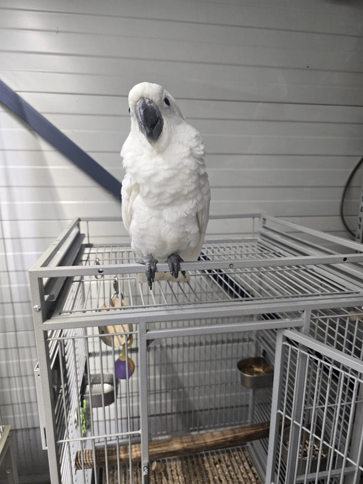 Super tamme baby Witkuif kakatoe - Alba getest op alle ziekt, Papegaai, Tam