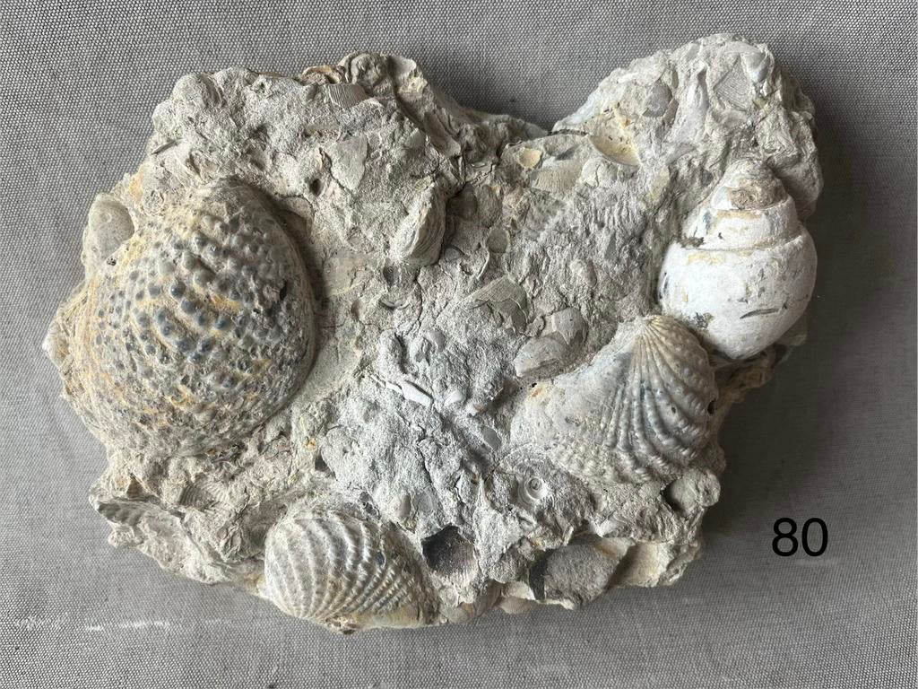 3 fossielen schelpen op MATRIX, Collections, Enlèvement, Fossile