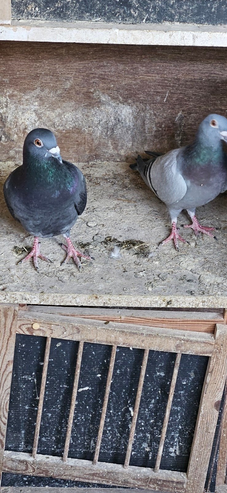 Koppel postduivel voor kweke, Dieren en Toebehoren
