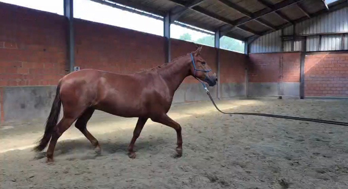 Onbeleerde knapperd, Met stamboom, Ruin, 3 tot 6 jaar, 160 tot 165 cm