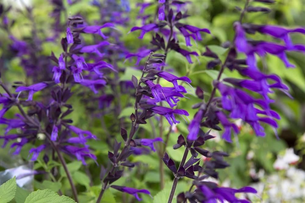 Salvia "Amistad", must voor elke border !, Tuin en Terras, Planten | Tuinplanten, Ophalen, Zomer, Vaste plant, Volle zon