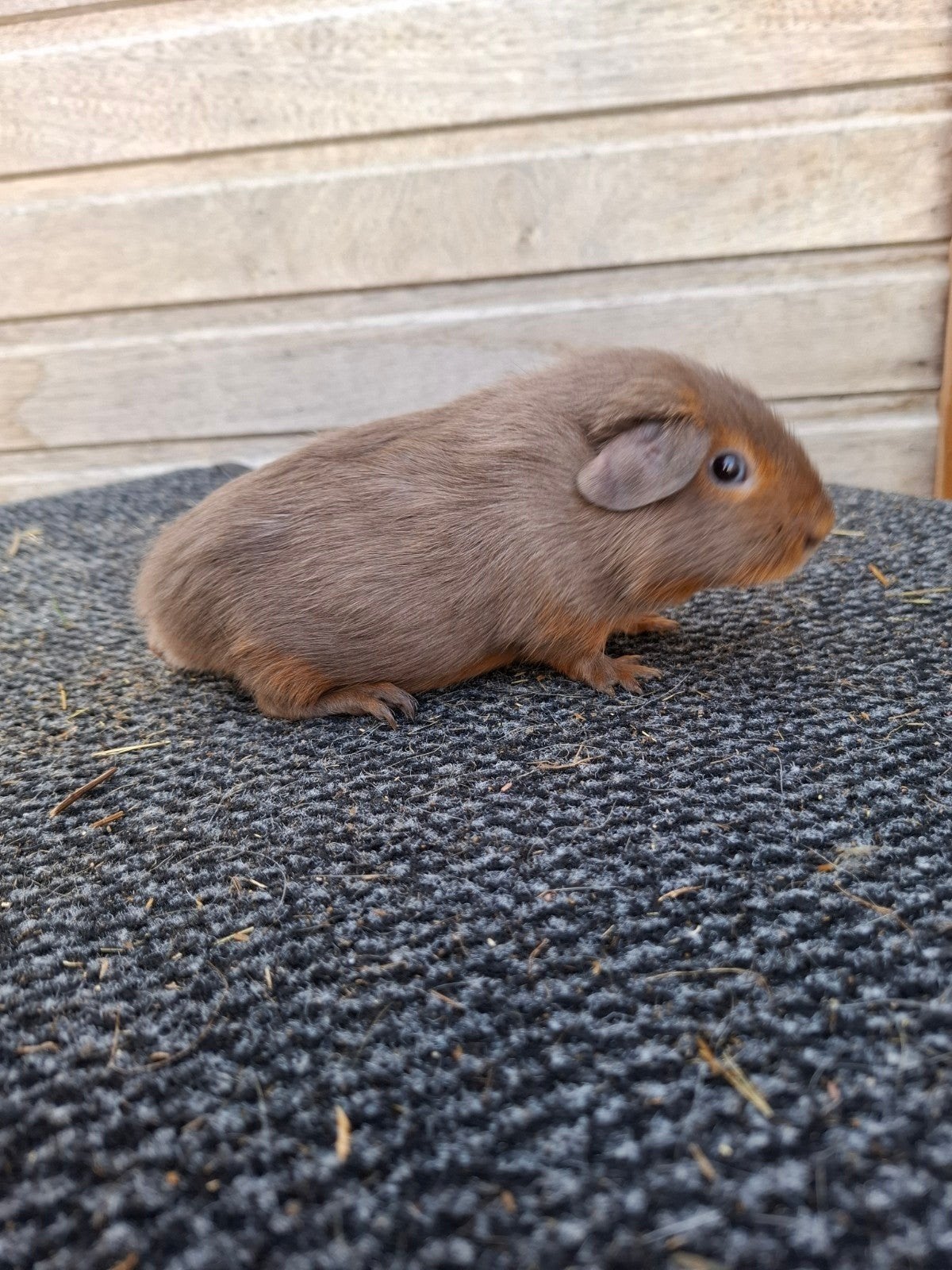 cavia zeugjes, Animaux & Accessoires, Rongeurs, Juin, Domestique, Cobaye, Femelle