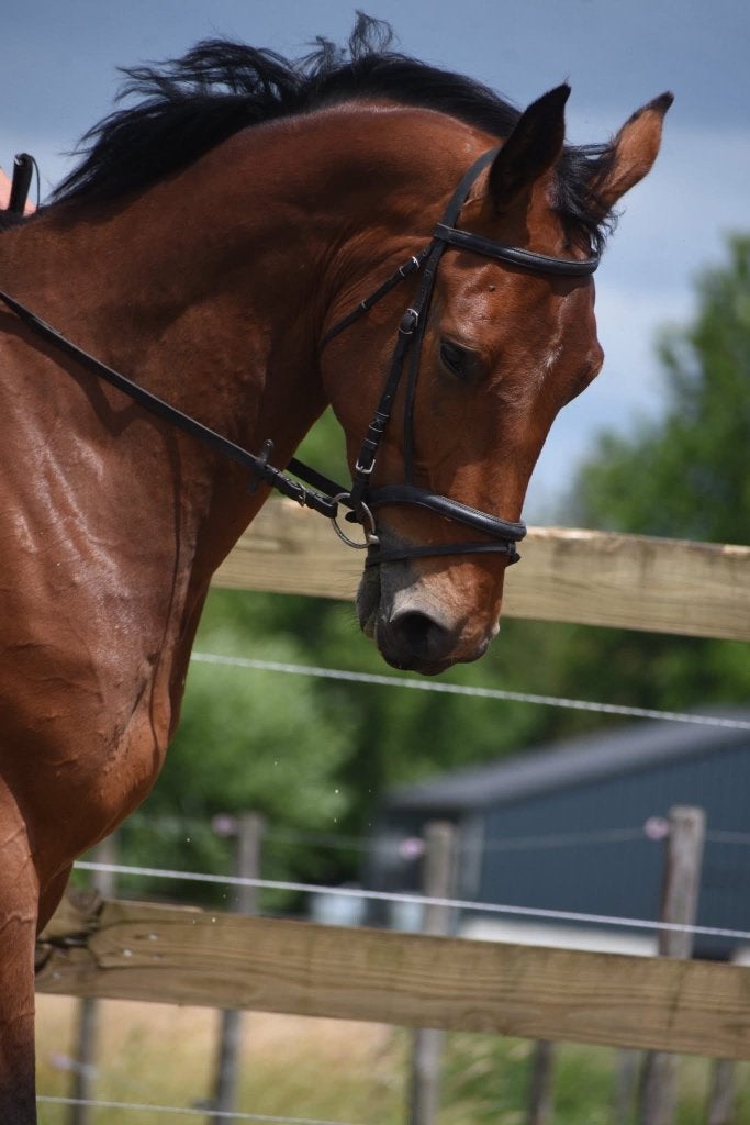 Röntgen OK, correcte , lieve BWP ruin, Dieren en Toebehoren, Paarden, Ruin, L, 170 tot 175 cm, 3 tot 6 jaar, Springpaard, Met stamboom
