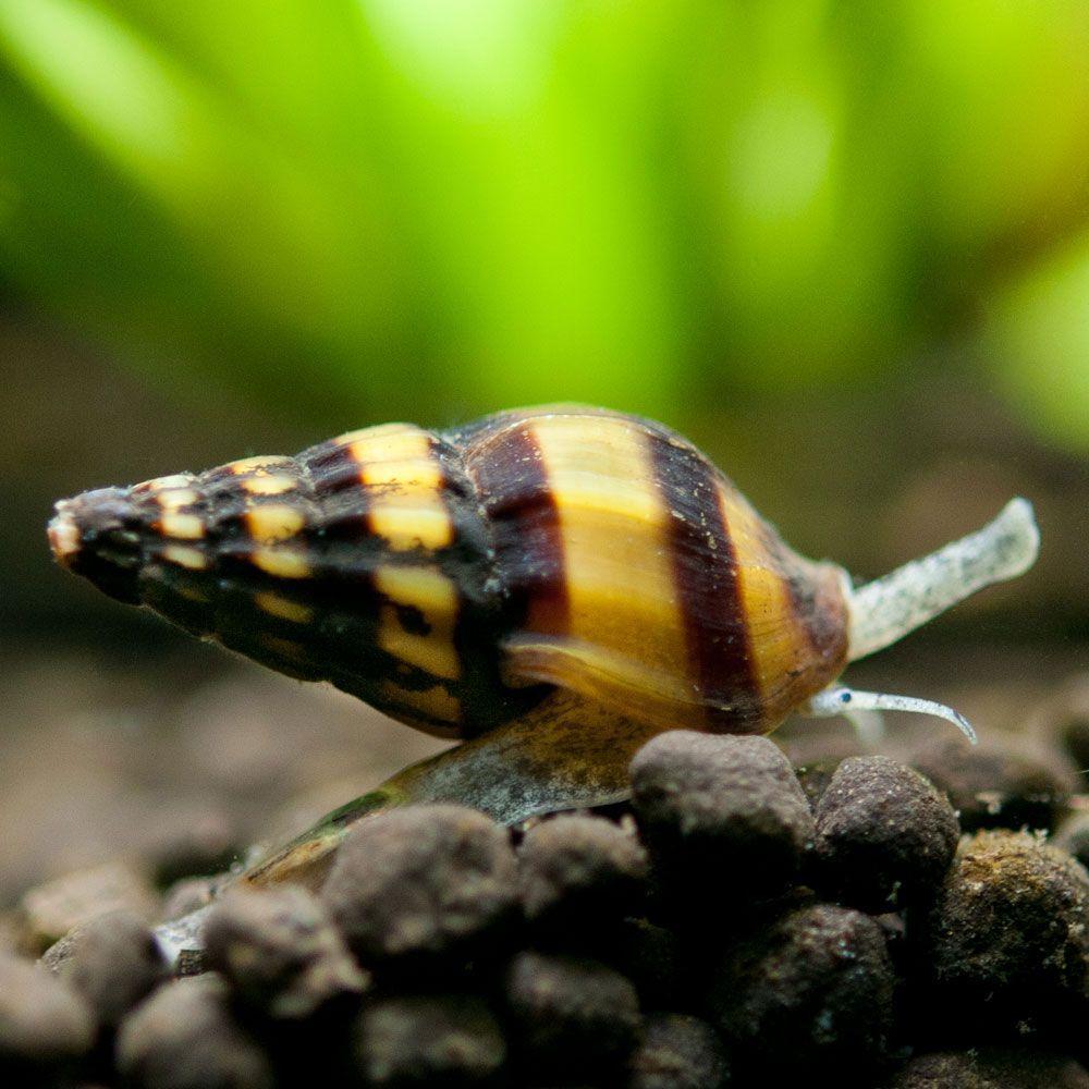 Helena slakken (DRINGEND), Dieren en Toebehoren, Vissen | Aquariumvissen, Slak of Weekdier