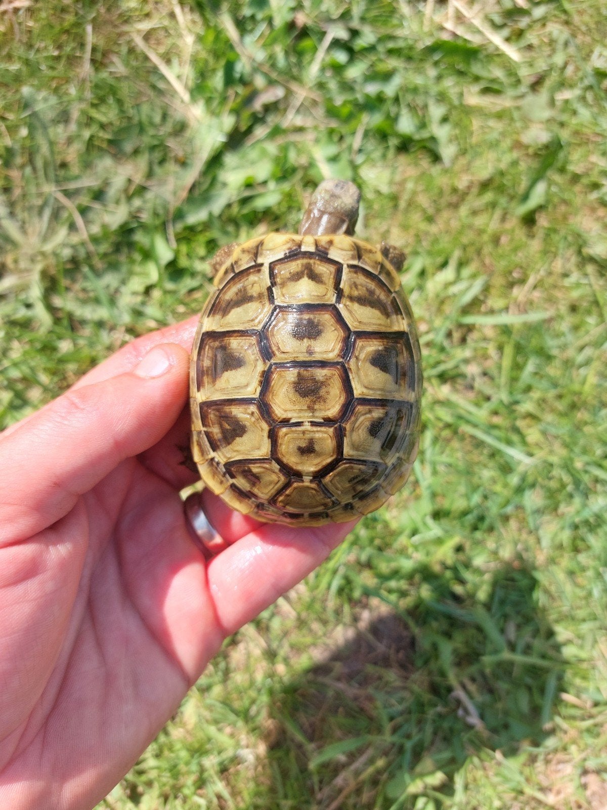 Testudo hermanni boettgeri (griekse landschildpad), Dieren en Toebehoren
