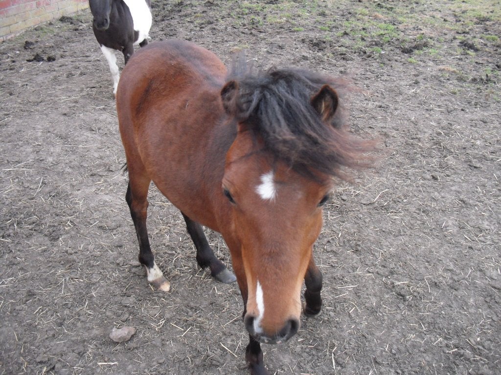 ponys, Dieren en Toebehoren, Pony's, Meerdere dieren, Gechipt, 0 tot 2 jaar