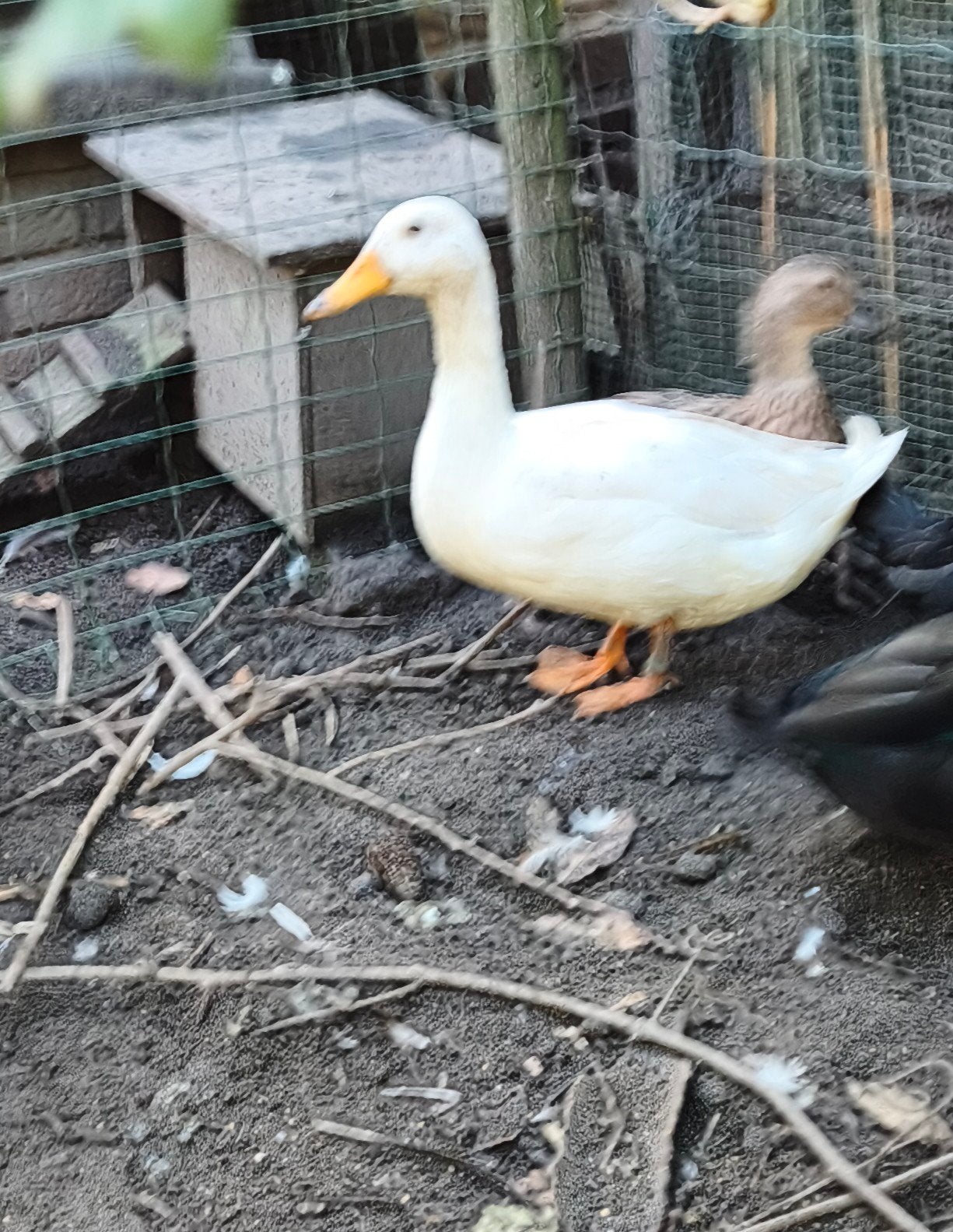 couple canard, Mannelijk, Eend