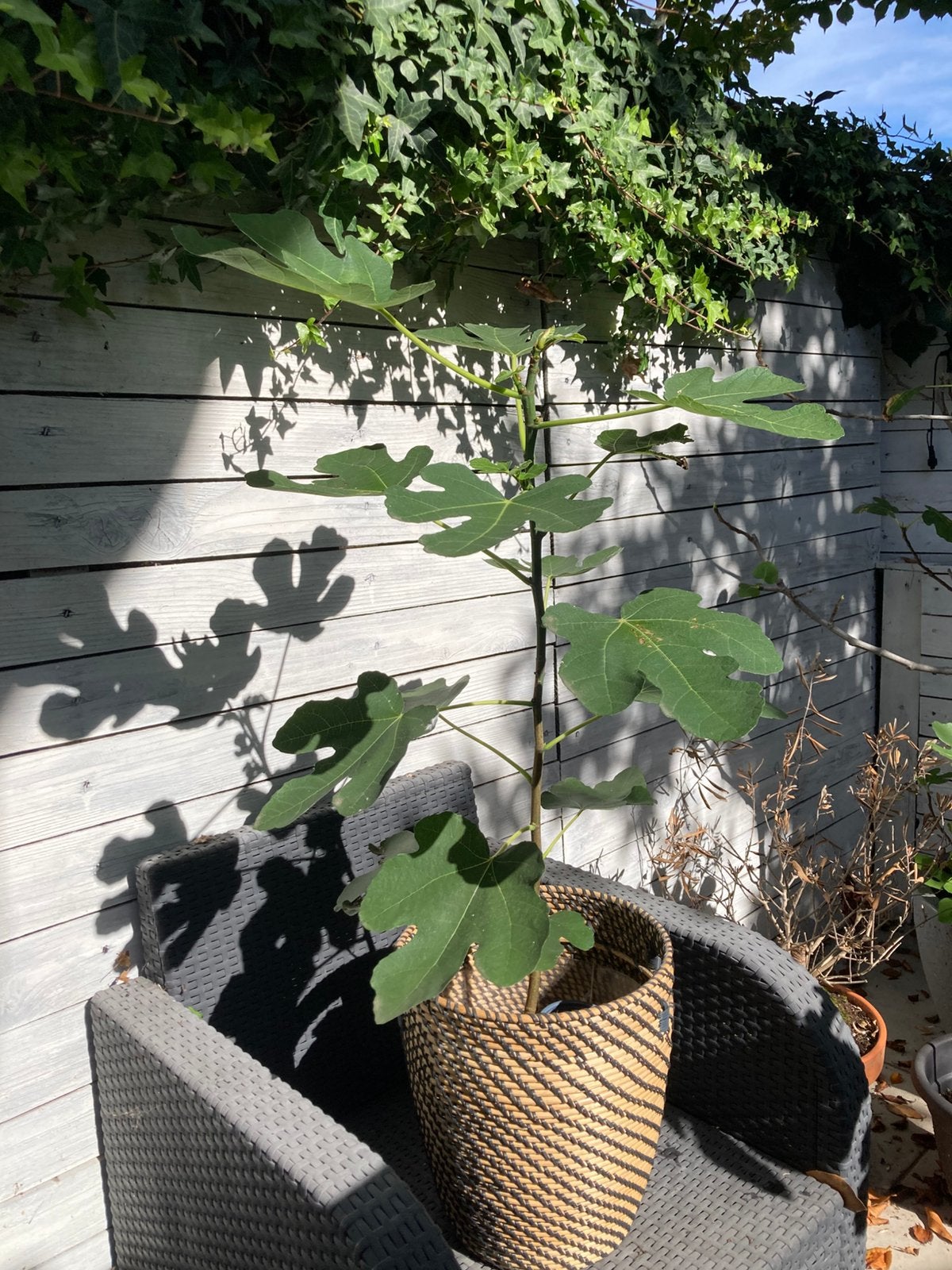Vijgenboom 80cm, Tuin en Terras, Ophalen