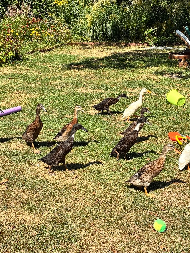 Indische loopeenden, Dieren en Toebehoren, Pluimvee, Meerdere dieren, Eend