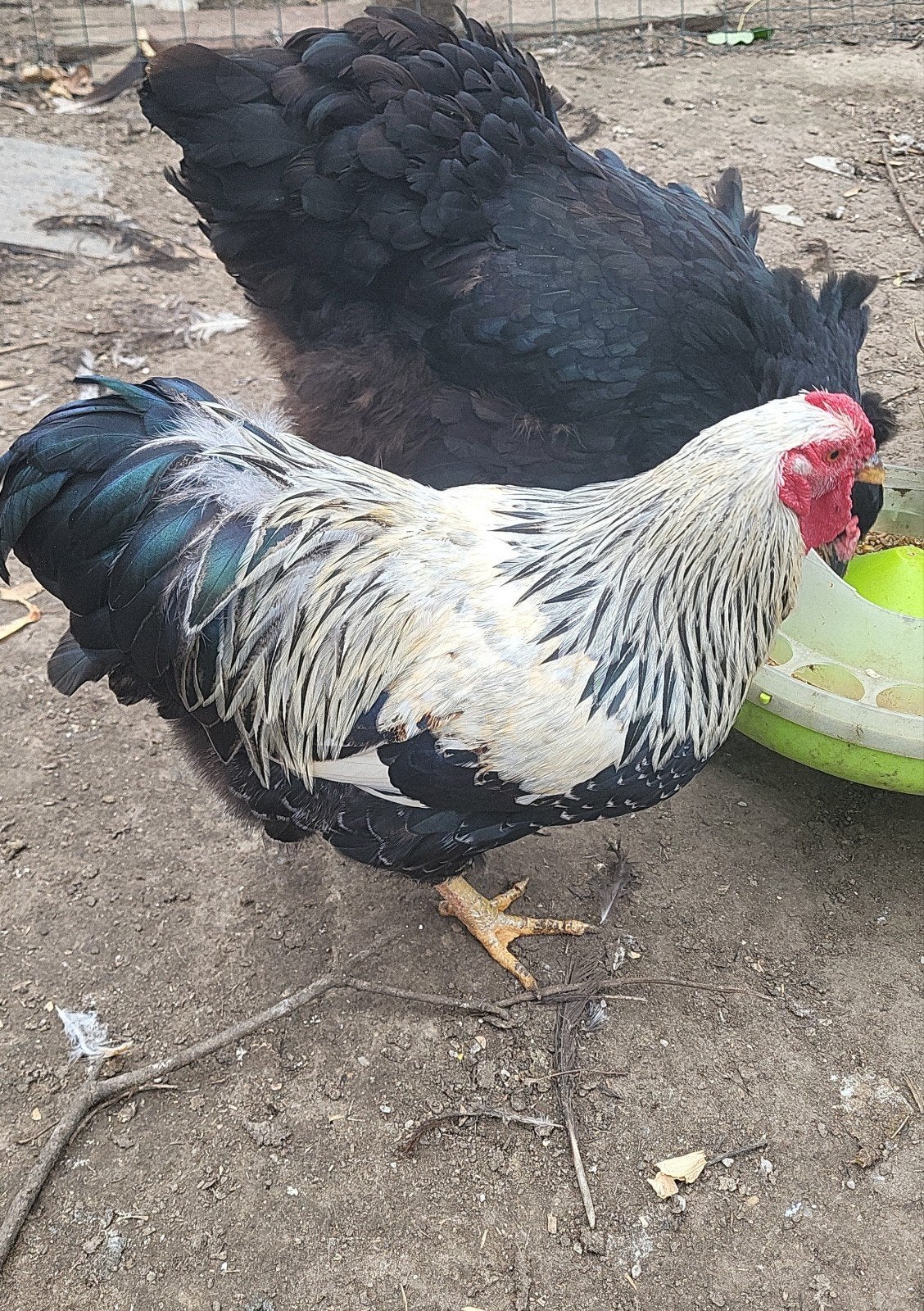 coq wyandotte argenté, Animaux & Accessoires