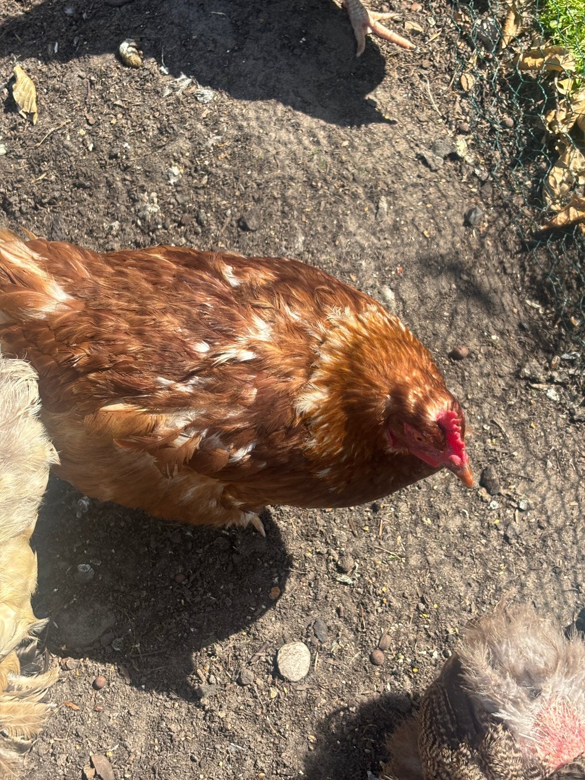 Leghen Tekoop, Femelle, Poule ou poulet