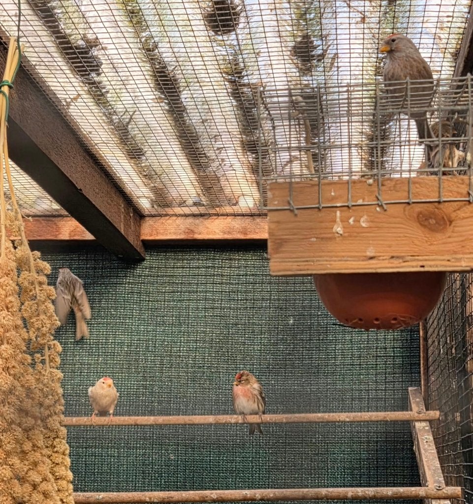 Barmsijs, Dieren en Toebehoren