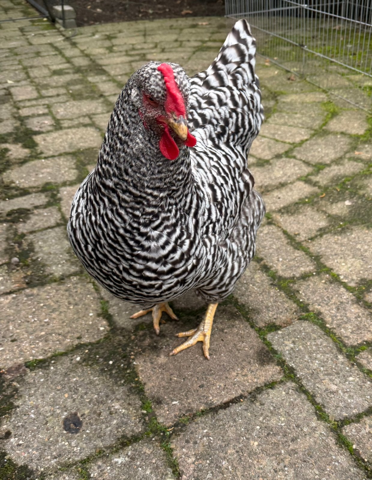 Amrock hen (6j oud), Femelle, Poule ou poulet