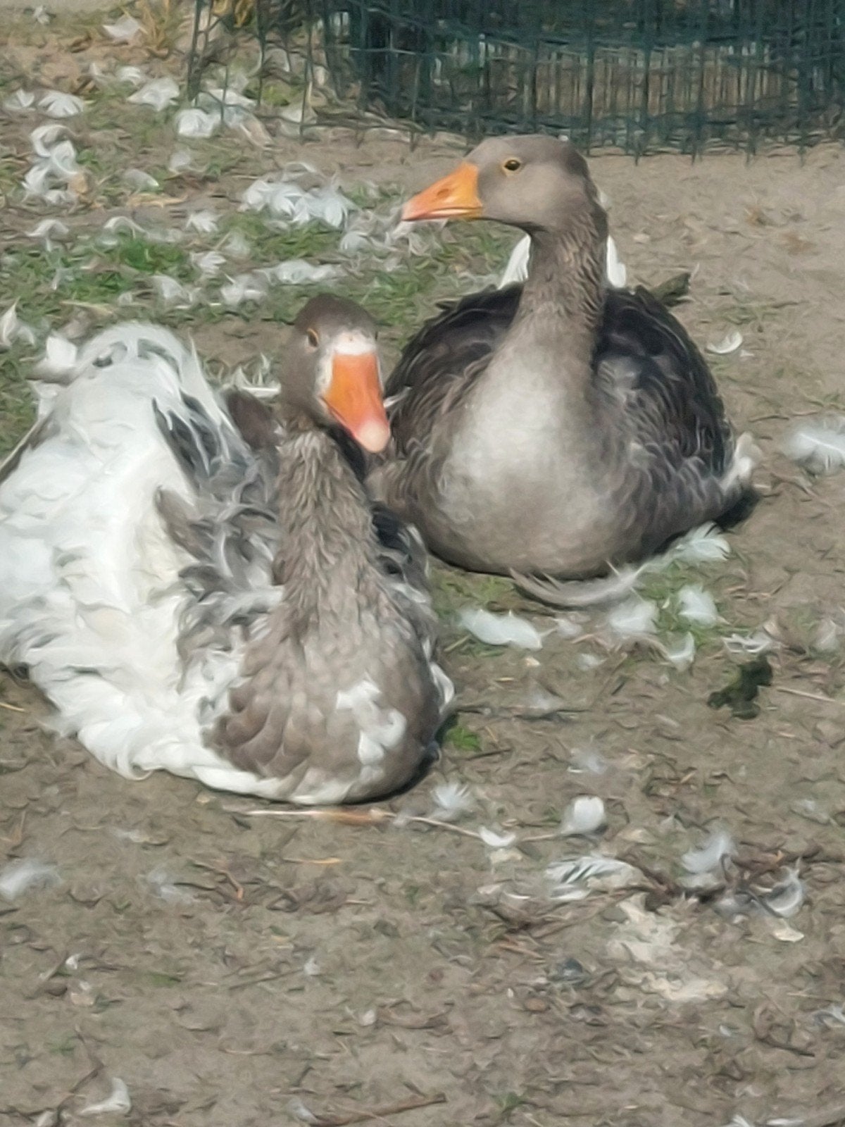 Krulveer Sebastopol ganzen 2026, Dieren en Toebehoren, Meerdere dieren, Gans of Zwaan