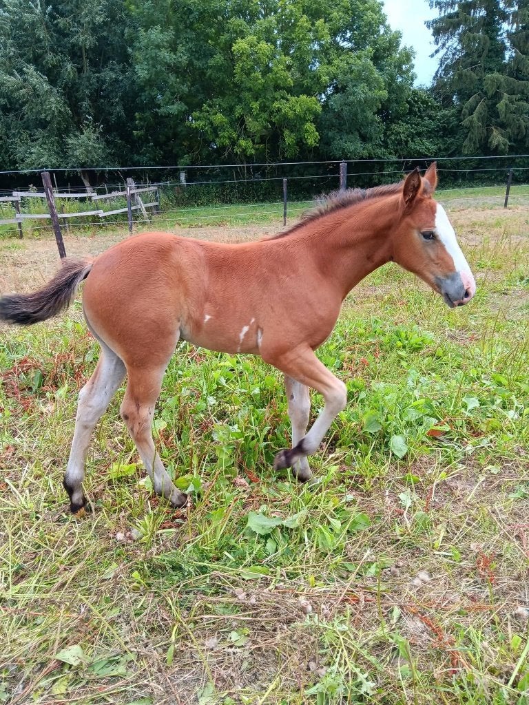 Hengstenveulen, Dieren en Toebehoren, Gechipt, Minder dan 160 cm, 0 tot 2 jaar, Hengst