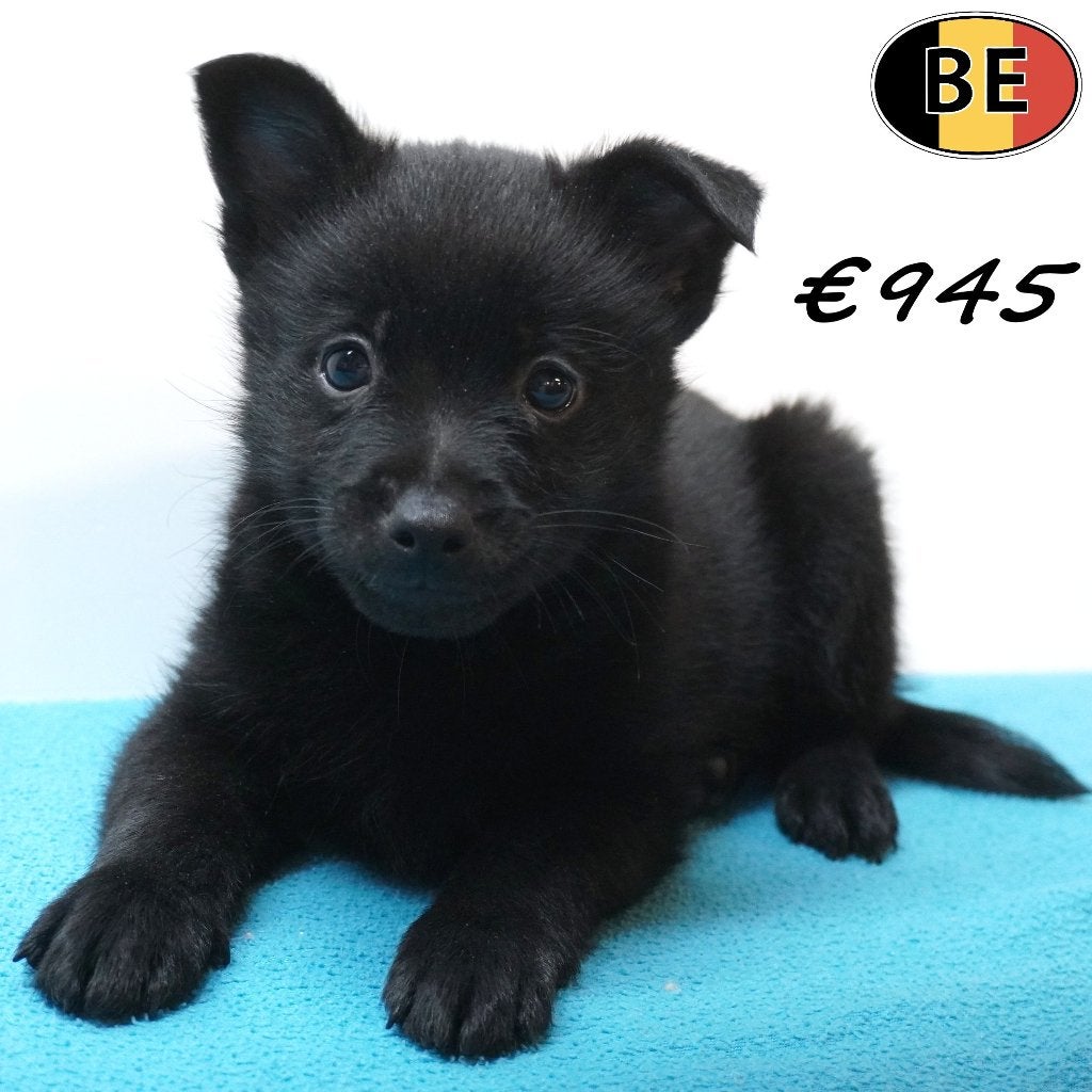 Schipperke - speelse en slimme hondjes te koop, Dieren en Toebehoren, België, CDV (hondenziekte), 8 tot 15 weken, Meerdere