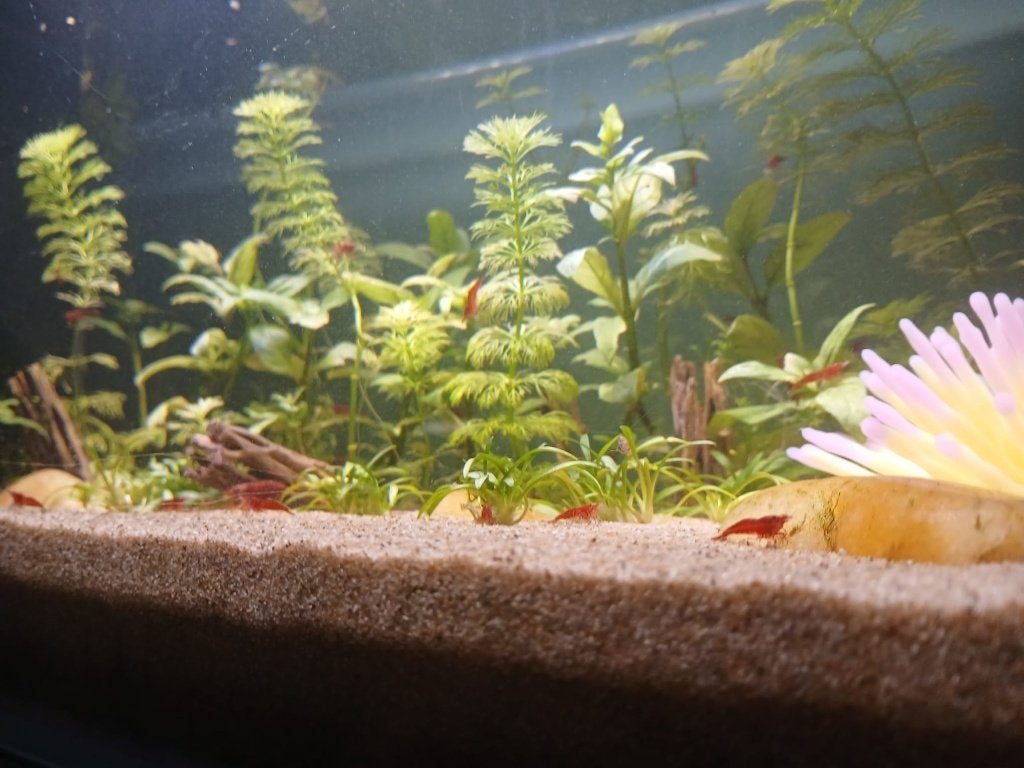 Neocaridina Red Cherry - garnalen beschikbaar, Kreeft, Krab of Garnaal, Zoetwatervis, Schoolvis