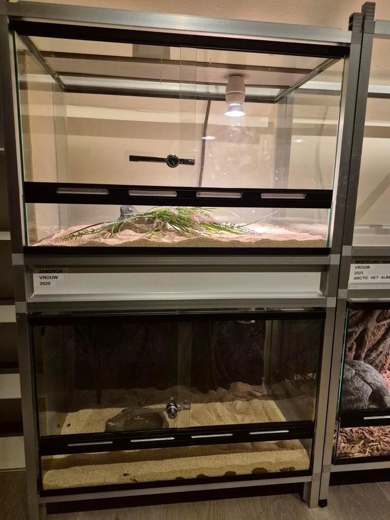 Zandboa met terrarium, Dieren en Toebehoren, Met terrarium
