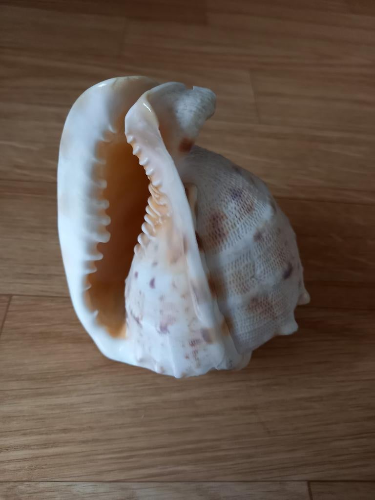 COQUILLE CASSIS CORNUTA, Enlèvement ou Envoi