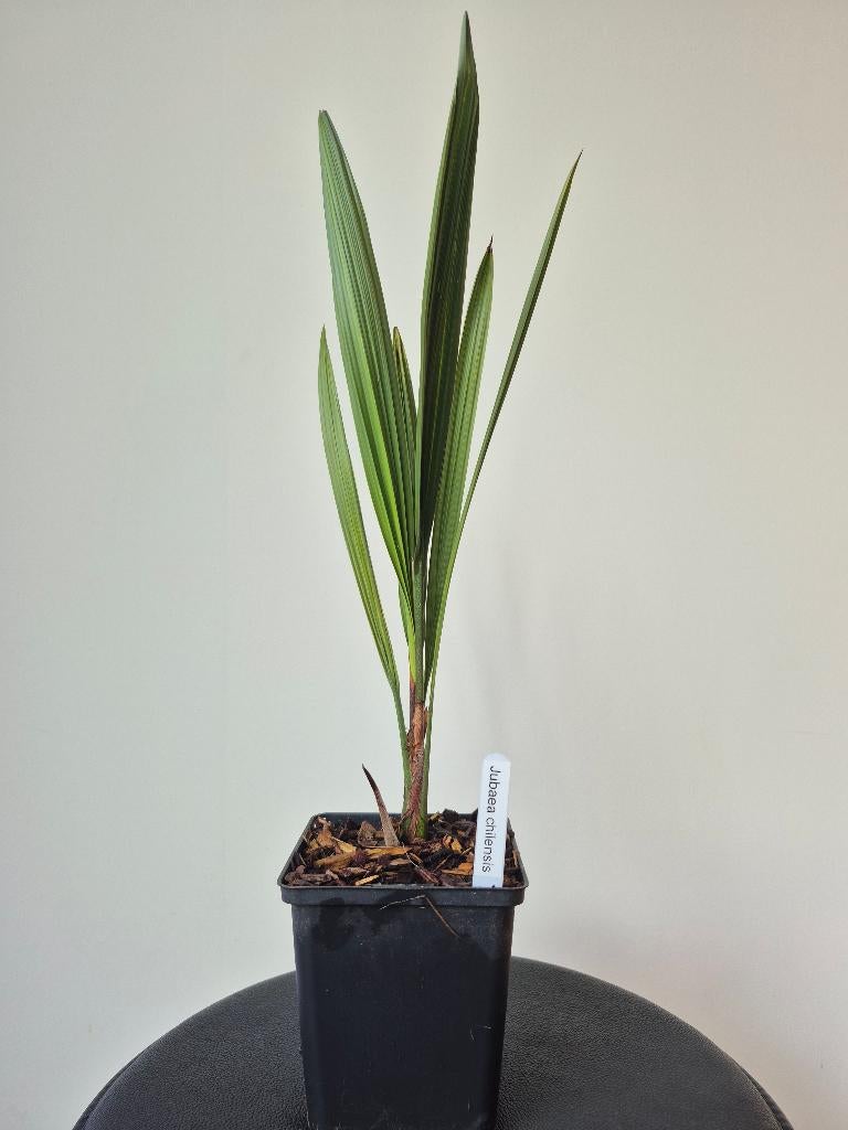Jubaea chilensis, Jardin & Terrasse, Plantes | Jardin, Plante fixe, Plein soleil, Enlèvement ou Envoi