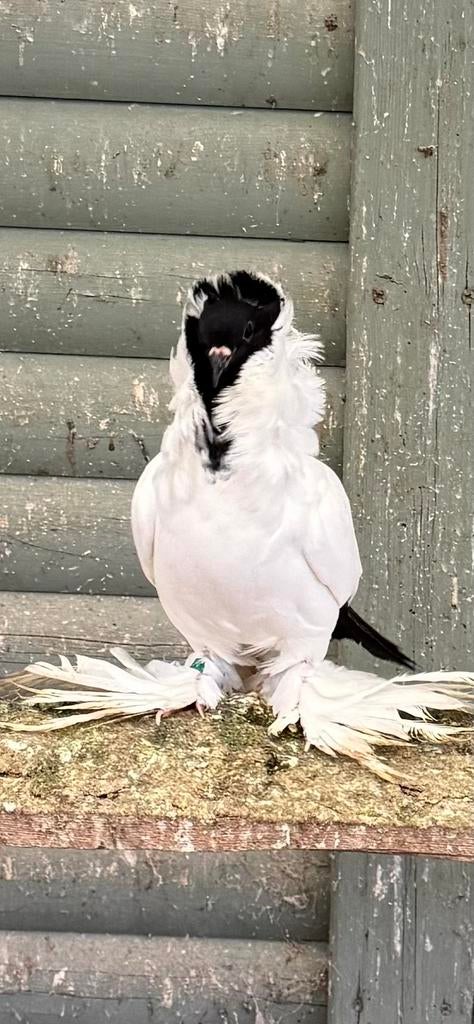 Schmalkaldener moorkoppen 1-2 koppel en losse duivin, Dieren en Toebehoren, Vogels | Duiven
