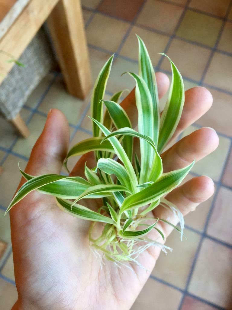 Gratis grasleliestekjes (chlorophytum comosum, spinplant), Enlèvement, Toute l'année, Plein soleil, Bulbe