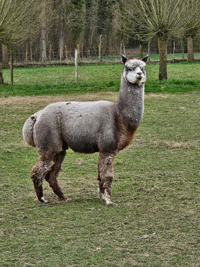 Étalon alpaga (castré) à vendre, Mâle