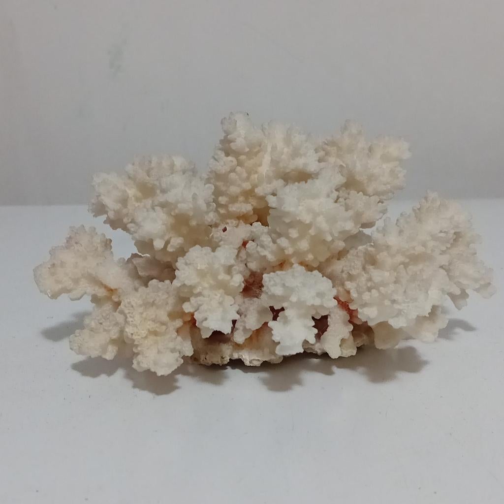 Corail blanc pour décoration, Ophalen