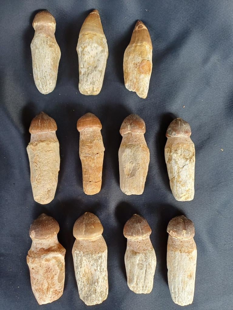 Plusieurs dents de mosasaure (globidens), avec racine, Enlèvement ou Envoi, Fossile