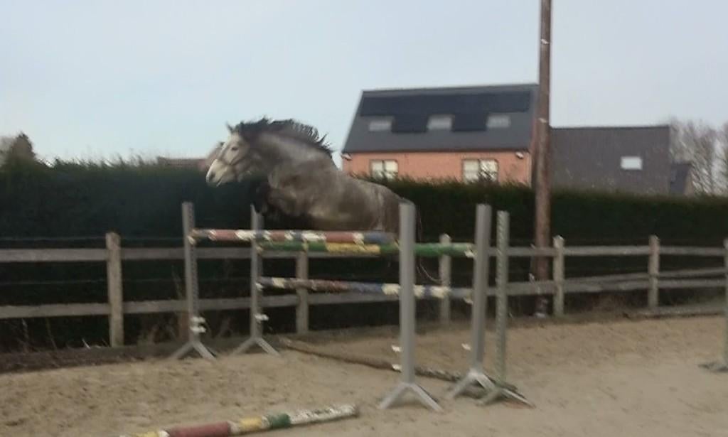 Top jumping D pony zoekt ambitieuze ruiter, Dieren en Toebehoren, Pony's, Ruin, Onbeleerd, D pony (1.37m tot 1.48m), Springpony