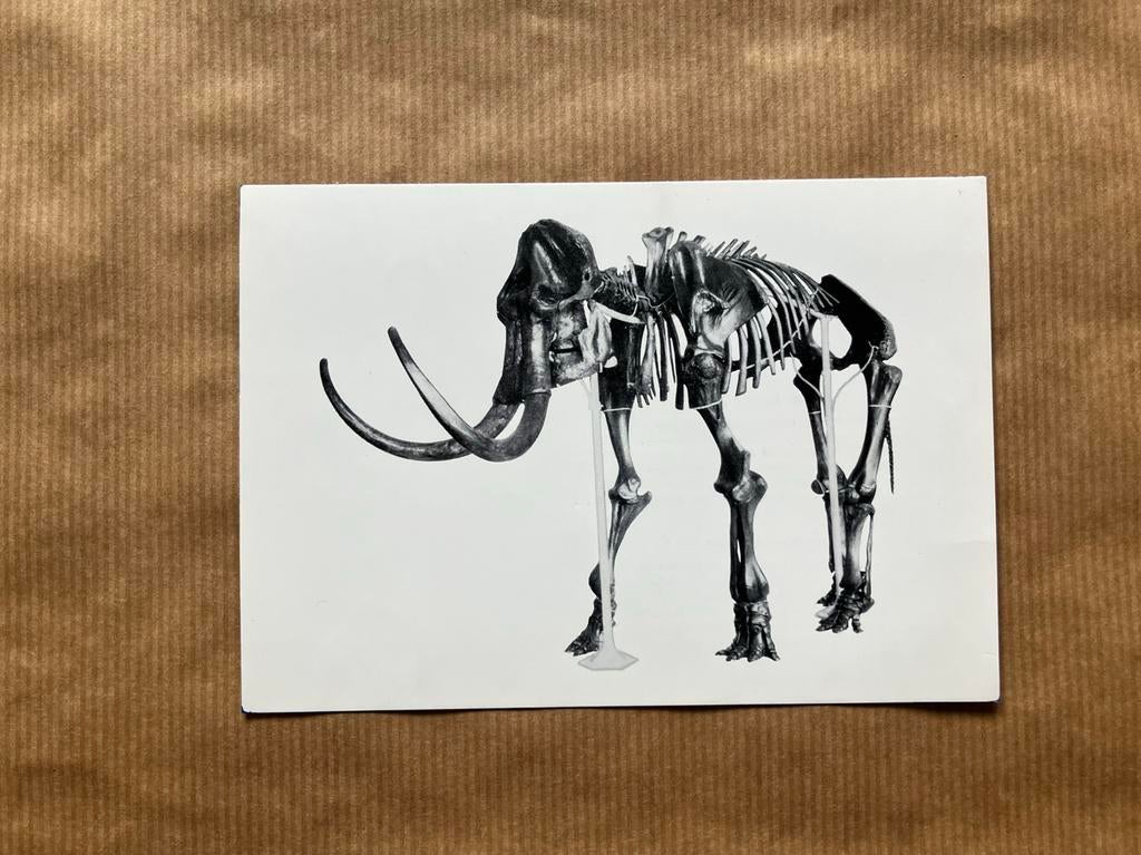 Fossiele Gewervelde Dieren Van Belgie Nr. 9 Mammoet, Verzamelen, Ophalen of Verzenden, Ongelopen, Overige soorten