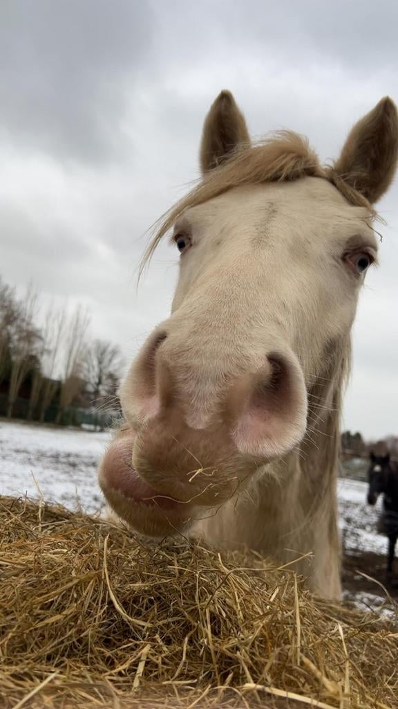Lieve connemara 4j, Dieren en Toebehoren, Ruin, Zadelmak