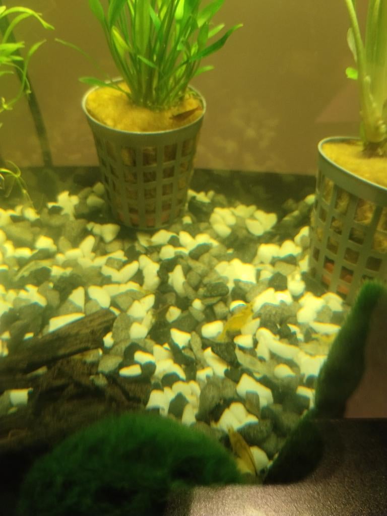 Neocaridina gele garnalen, Dieren en Toebehoren, Vissen | Aquaria en Toebehoren, Ophalen, Nieuw, Overige typen