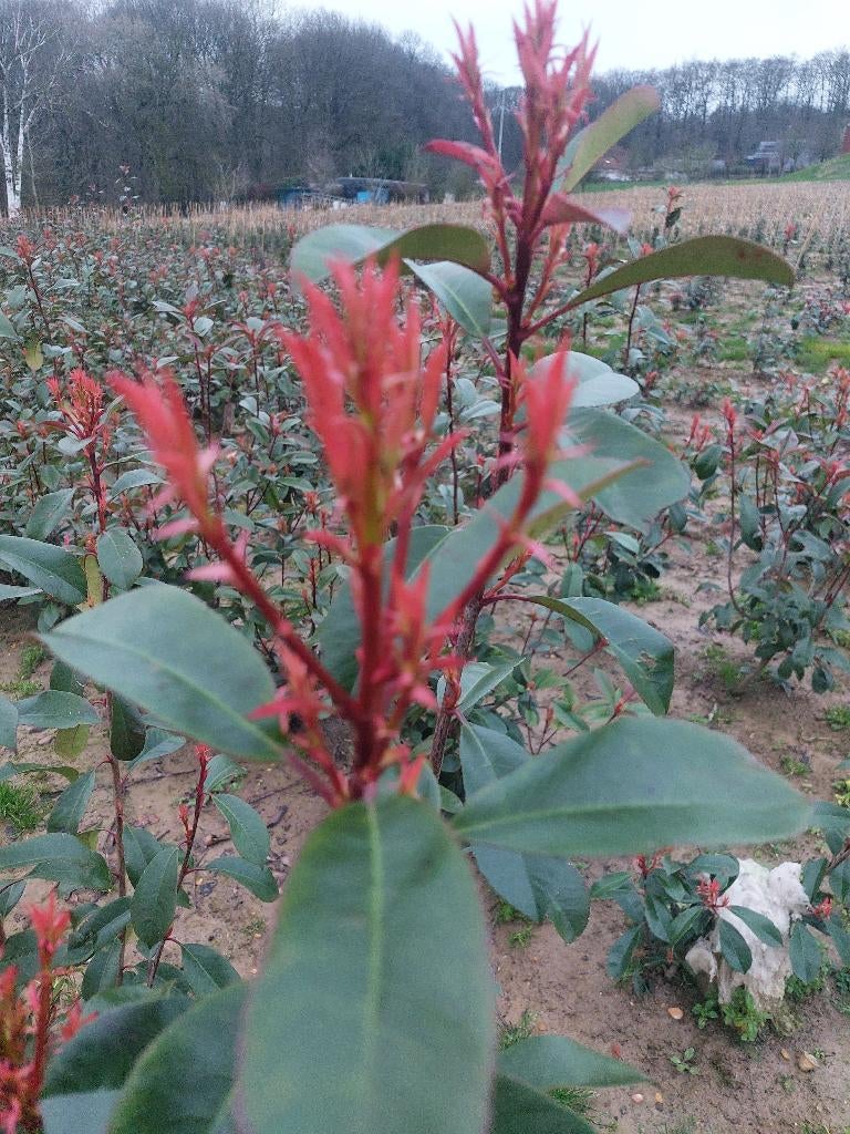 Photinia Red Robin plantes de haies, Jardin & Terrasse, Plantes | Arbustes & Haies, Enlèvement, Autres espèces, Haie, 100 à 250 cm