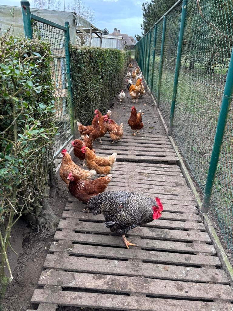 Eitjes van vrijlopende kippen, Diversen, Levensmiddelen, Ophalen