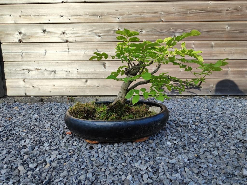 Bonsai es., Ophalen