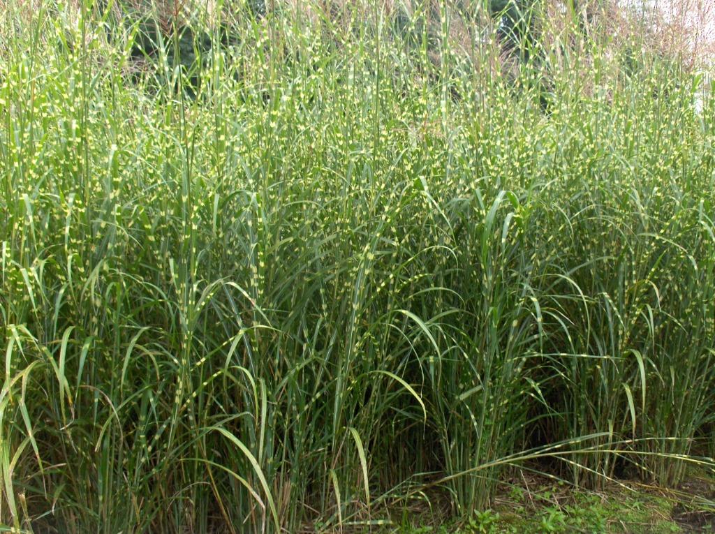 Siergras Miscanthus sinensis Zebrinus Prachtriet, Ophalen, Volle zon, Vaste plant, Siergrassen