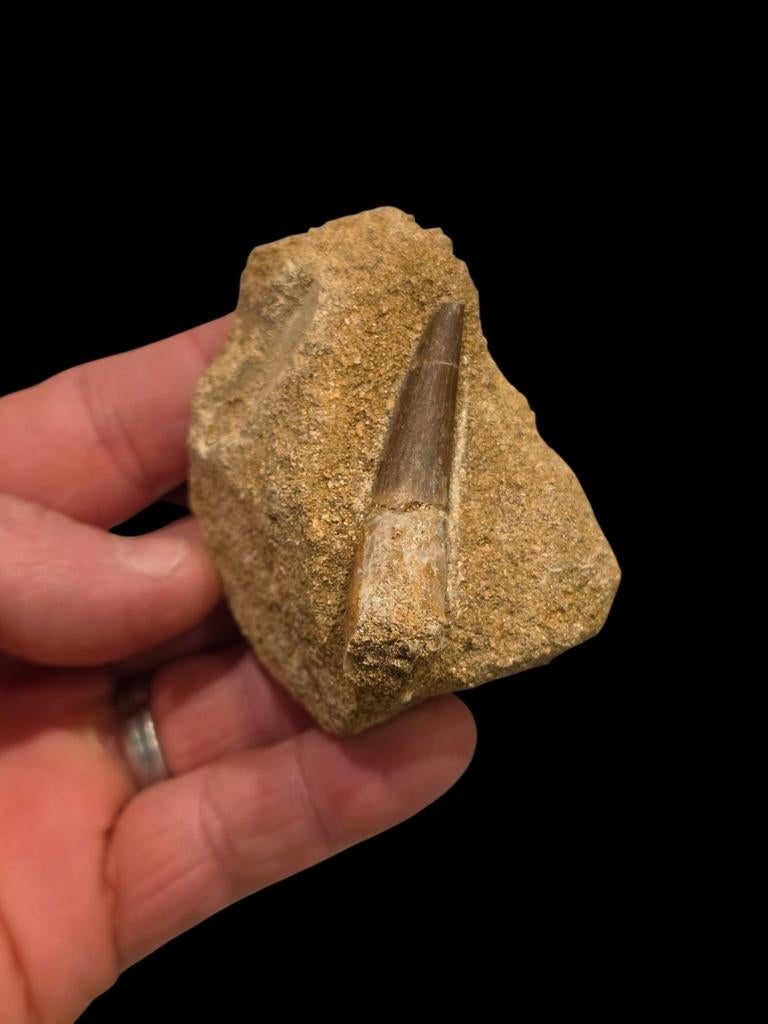 Plesiosaurus mauritanicus tand in matrix 6,5 cm., Ophalen of Verzenden, Fossiel