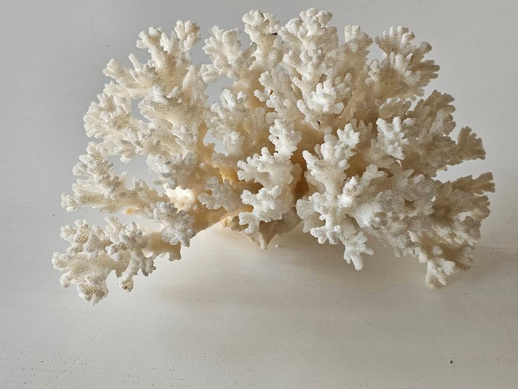 Natuurlijke witte koraalboom, wit koraal, koraalboom, koraal, Verzamelen, Ophalen of Verzenden