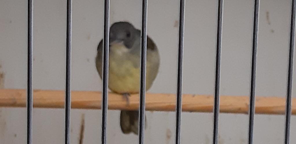 grijskop blada, Dieren en Toebehoren, Vogels | Overige Vogels, Tropenvogel, Vrouwelijk, Tam, Geringd