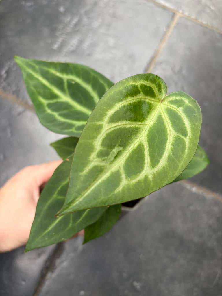 Anthurium Magnificum, Huis en Inrichting, Kamerplanten, Ophalen of Verzenden