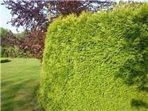 Hagen Beuk Thuja Conifeer Laurier Prunus Hedera Klimop gras, Tuin en Terras, Planten | Struiken en Hagen, Haag, Laurier, Ophalen