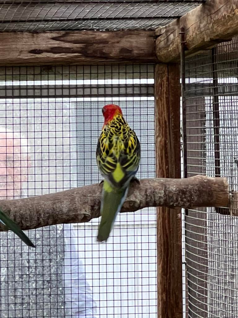 Rosella parkiet split rubino man 2025, Mâle, Perruche, Bagué