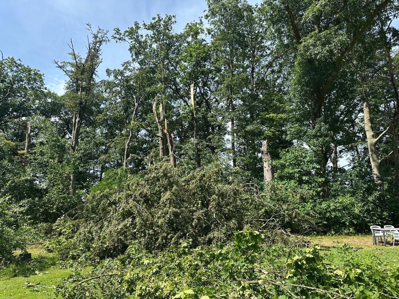 GRATIS HOUT van gevallen bomen, 6 m³ of meer, Ophalen, Takken