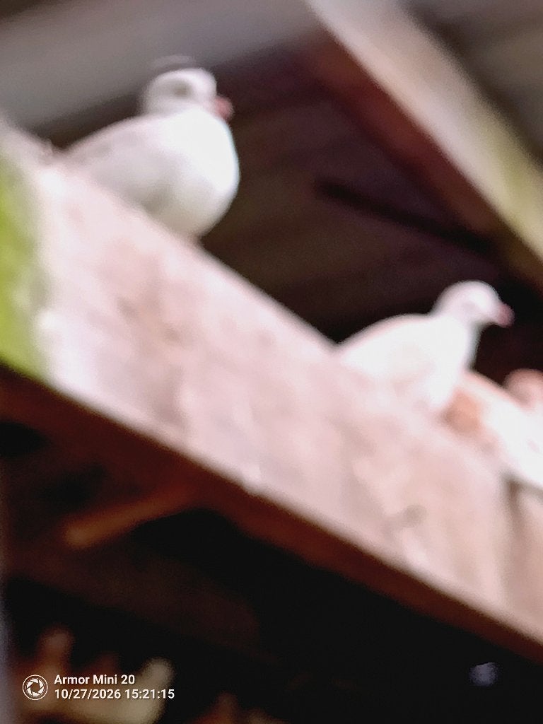 lachduiven, Dieren en Toebehoren, Geringd
