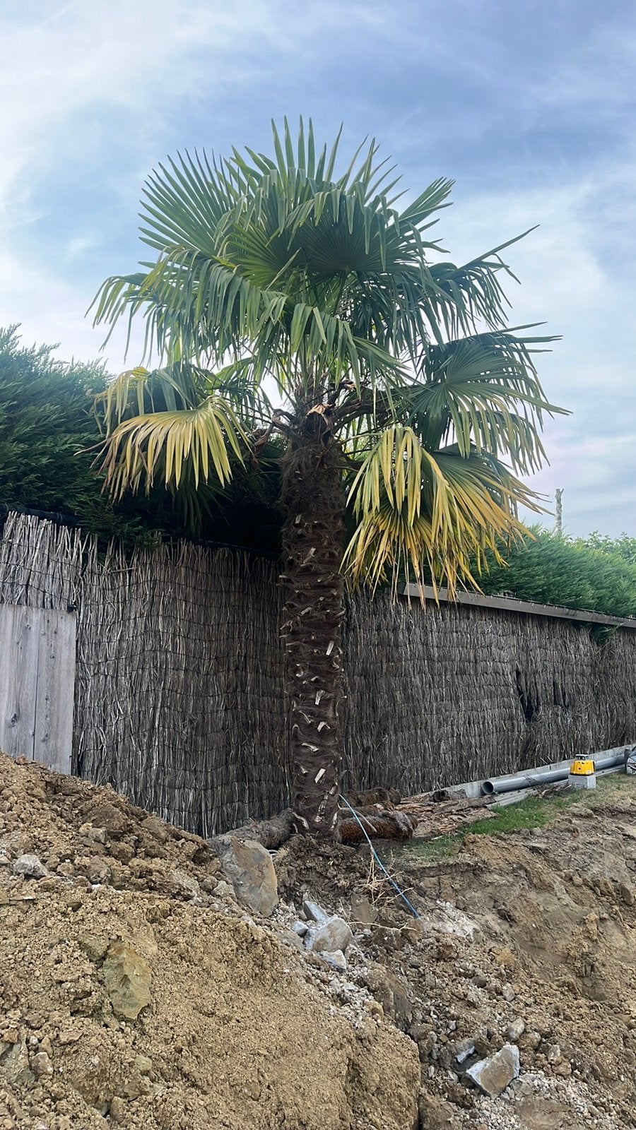 Palmboom, 3m DRINGEND, Enlèvement