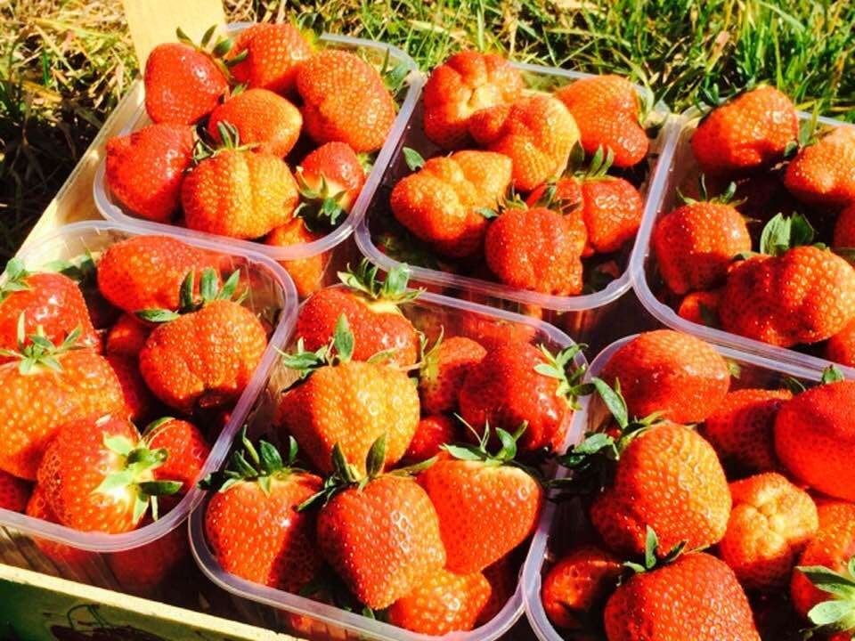 AARDBEIPLANTEN, Tuin en Terras, Planten | Tuinplanten, Ophalen, Eenjarig, Fruitplanten