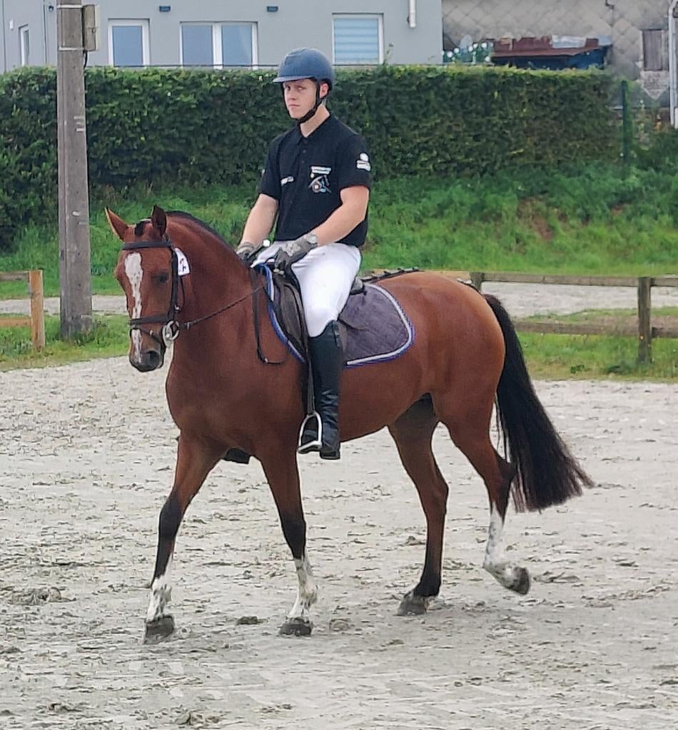 4 jarige freiberger merrie import Zwitserland., Dieren en Toebehoren, Paarden, Merrie, Minder dan 160 cm, Met stamboom, Niet van toepassing