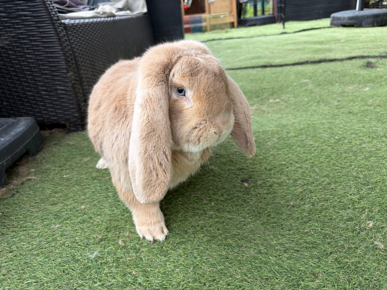 Super lieve Franse hangoor rammelaar, Dieren en Toebehoren, Mannelijk, Groot, Hangoor, 0 tot 2 jaar